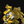 Goldenclad