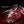 Scarlet Corsair