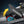 Sky Raptor X-35