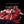 Scarlet Corsair