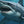 Abyss Shark